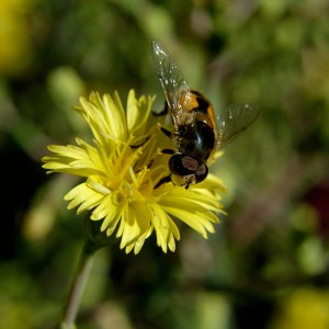 Curly Lettuce Yellow Flower with Bee
